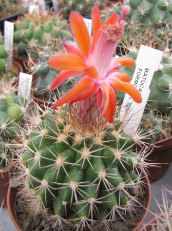 Matucana formosa v. minor